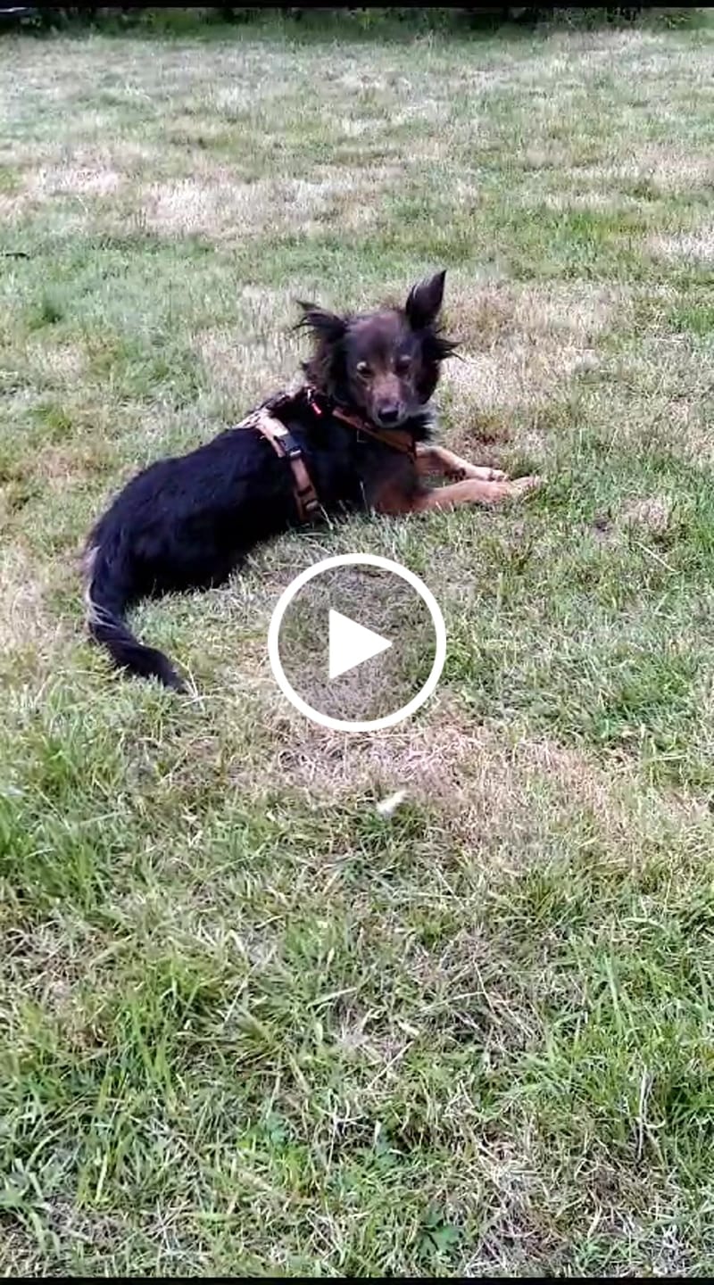 Customer video review of Allergietest Basic Hund