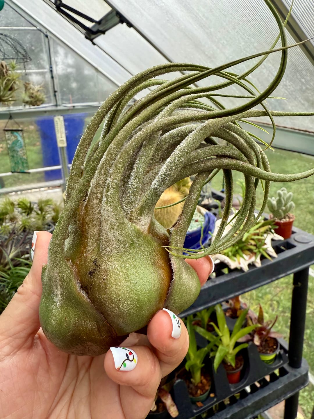 Customer photo review of B Quality Greenhouse Mix 10 Plant Pack