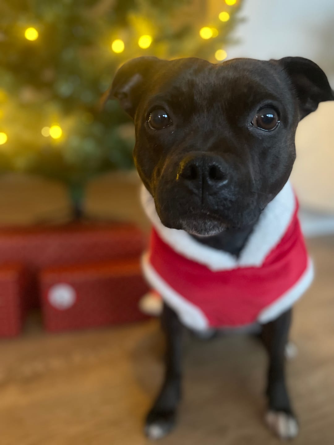 Customer photo review of Staffordshire Bull Terrier 1935® Santa Suit