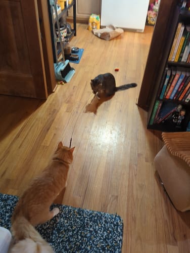 Customer photo review of Interactive Bird Simulation Cat Toy Set