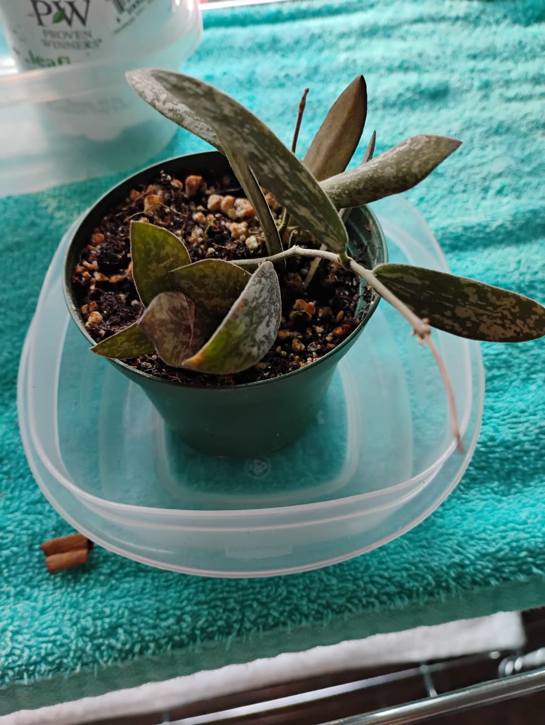 Customer photo review of Hoya sigillatis