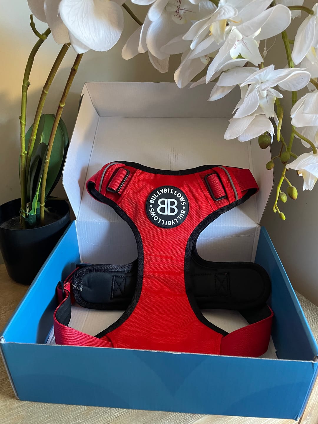 Customer photo review of Comfort Premium Harness | Non Restrictive - Red