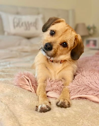 Customer photo review of Pet Art Canvas Wrap