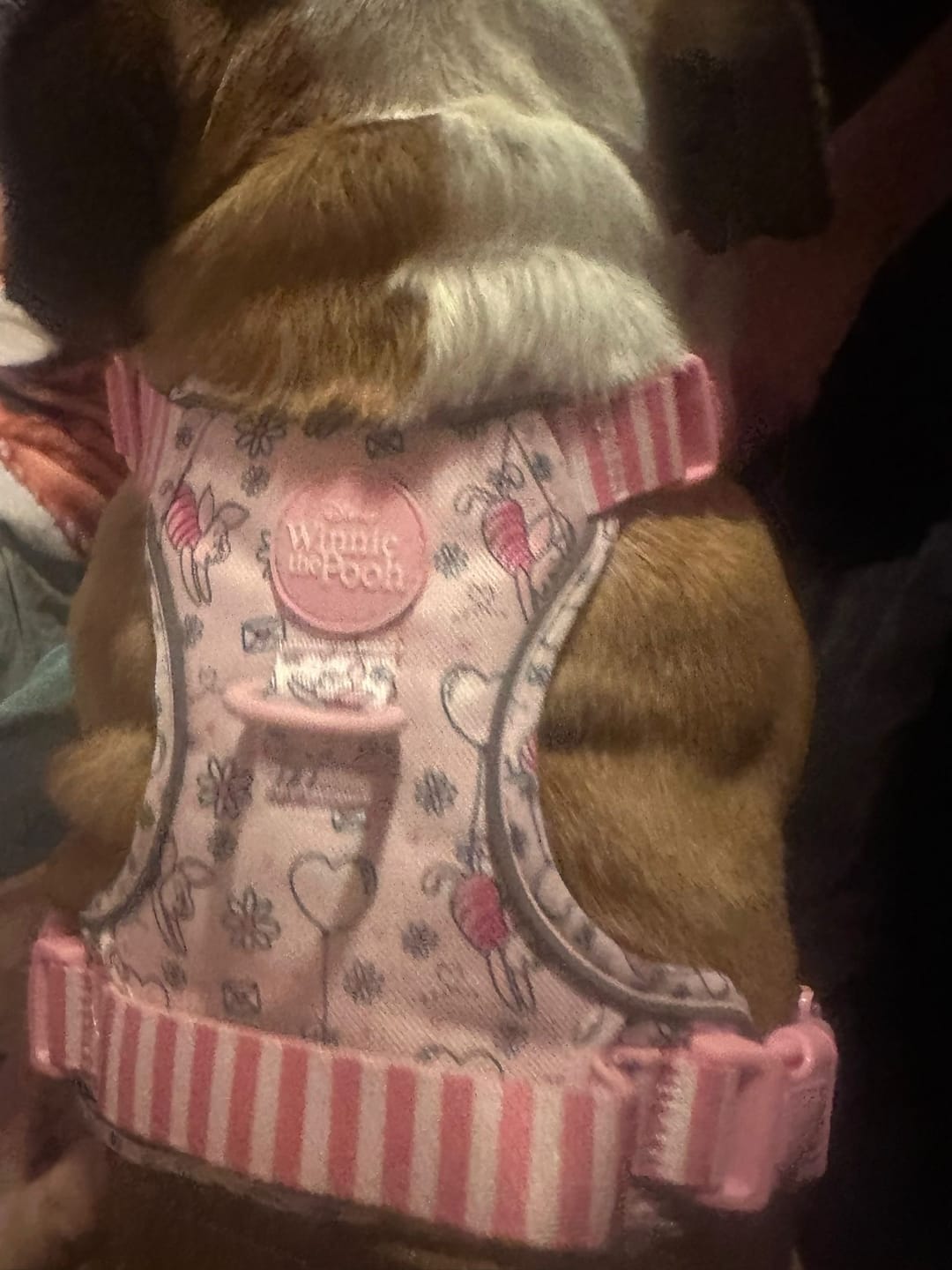 Customer photo review of Disney© Tough Trails™ Harness - Piglet