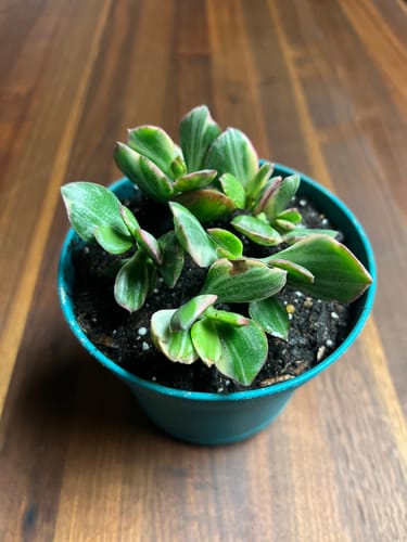 Customer photo review of Crassula Ovata Variegata | Jade Plant Variegated