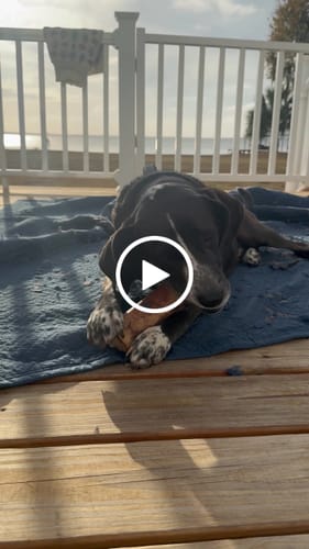 Customer video review of Smoked Beef Marrow Bone