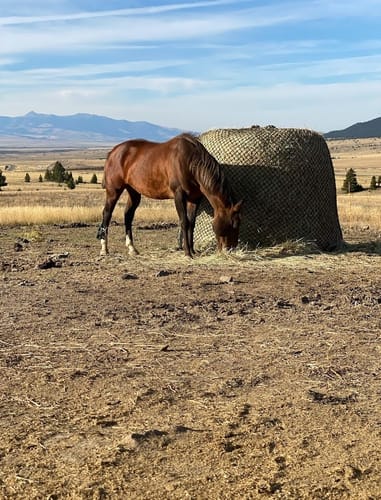 Customer photo review of Hay Chix® Large Bale Net - 6'