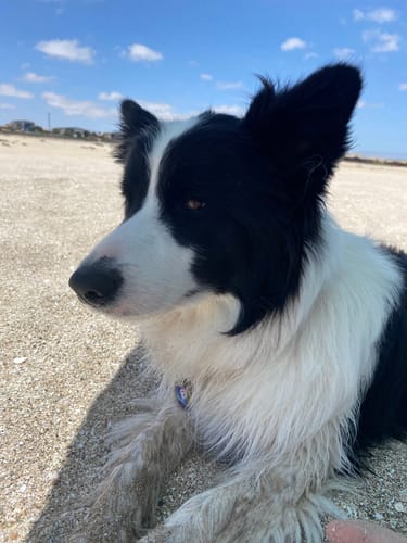 Customer photo review of Placa Tropical Blossom