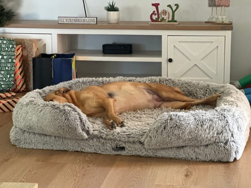 Customer photo review of PaWz Premium Pet Orthopaedic Bed