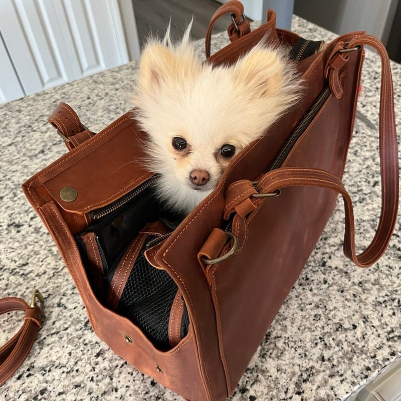 Customer photo review of Dog Travel Bag