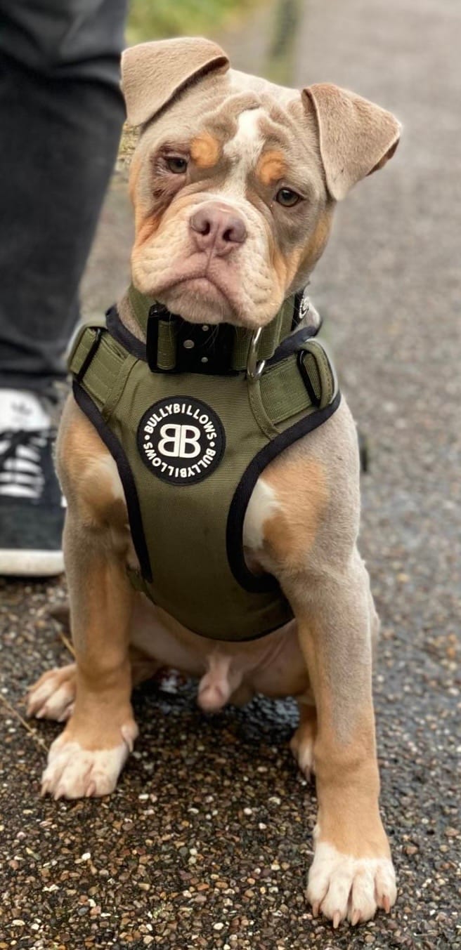 Customer photo review of Comfort Premium Harness | Non Restrictive - Khaki
