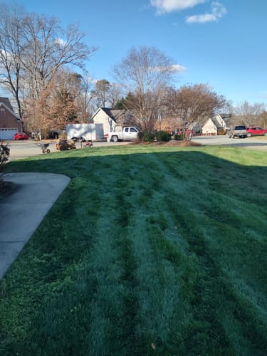 Customer photo review of GCI Turf Type Tall fescue Grass Seed
