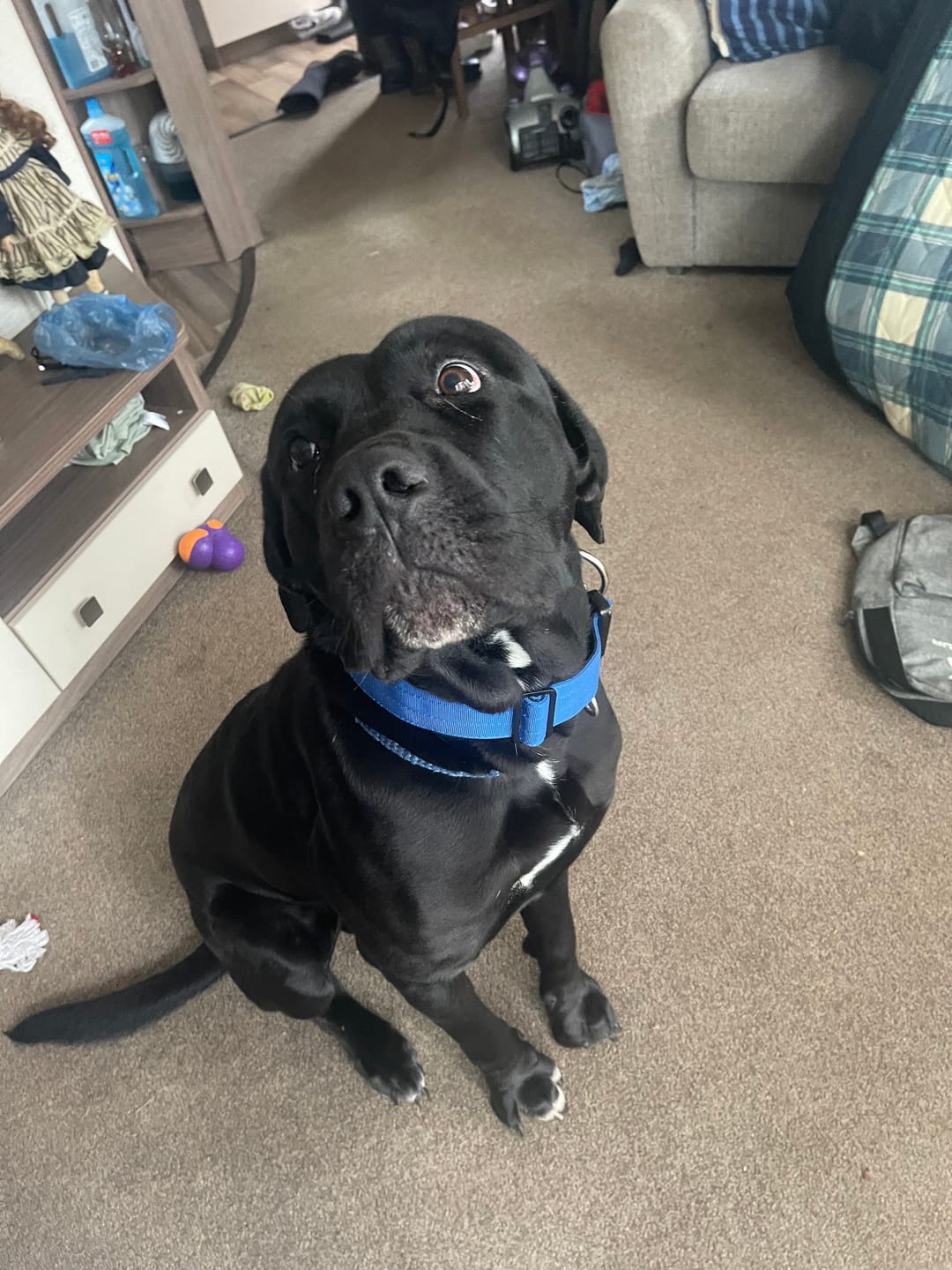 Customer photo review of Performance collar with handle 5CM - Blue