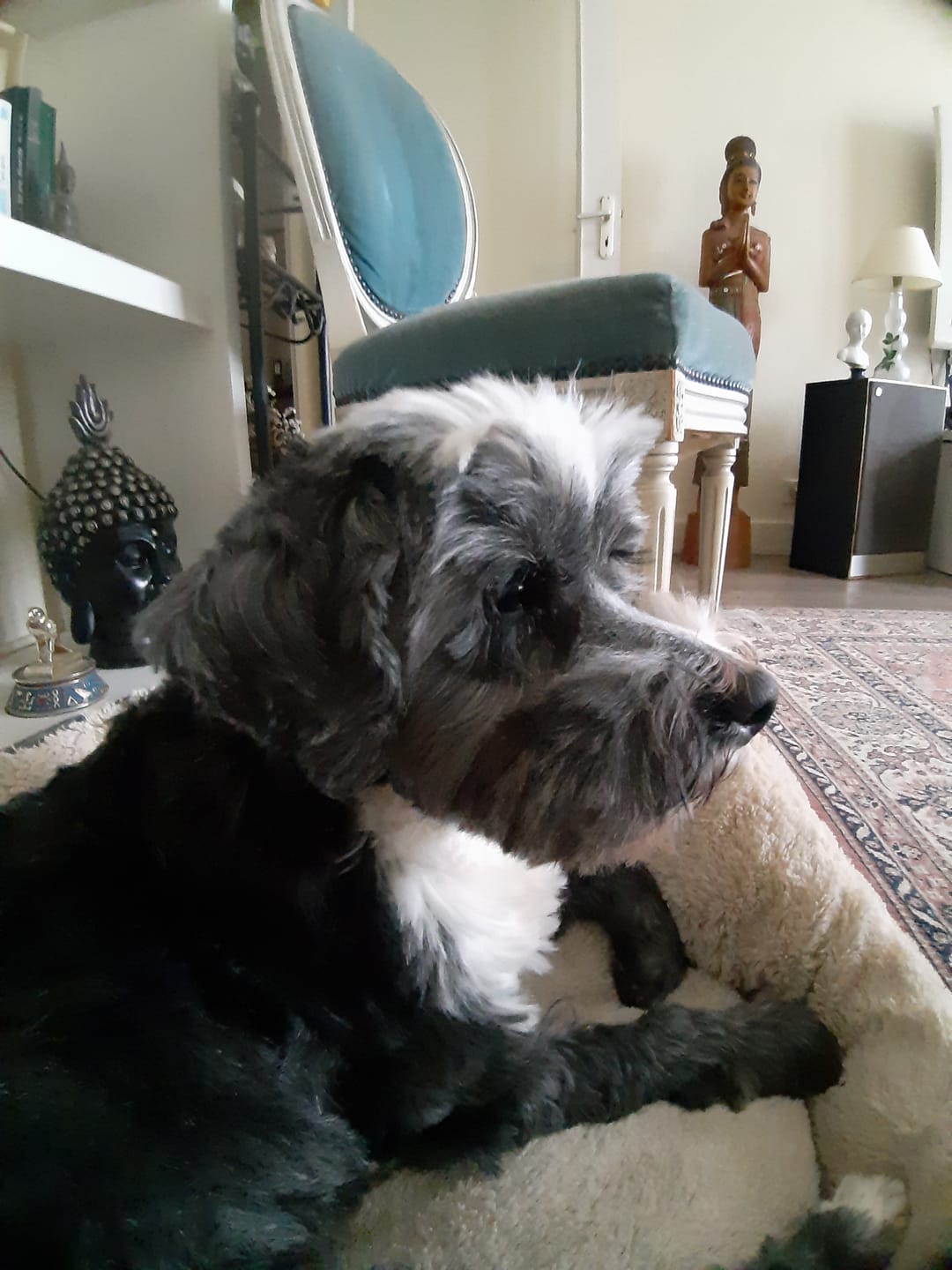 Customer photo review of Pâtées riches en saumon& aux épinards (chien adulte)