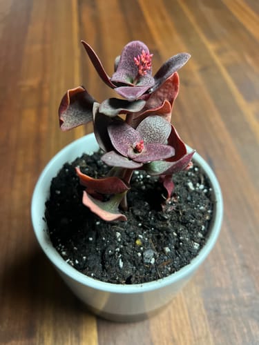 Customer photo review of Crassula Multicava | Fairy Crassula