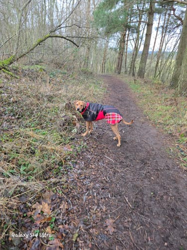 Customer photo review of Felton - Sighthound Coat with Underbelly and Harness Hole
