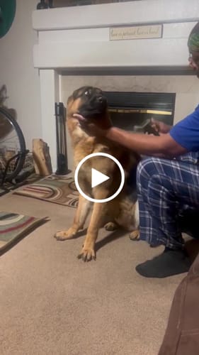 Customer video review of Certified Refurbished Original Pet Grooming Vacuum Kit