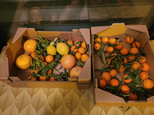 Patrice M. review of Clémentines Bio - Origine Corse image 1 out of 1