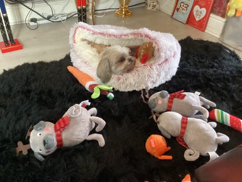 Customer photo review of Burrow Buddy™ - Pet Bed