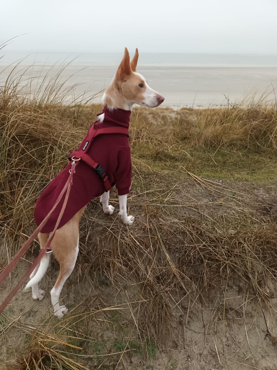 Customer photo review of Windhundgeschirr FUN "Bordeaux"