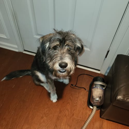 Customer photo review of Original Pet Grooming Vacuum Kit