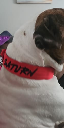 Customer photo review of 2" Tactik Dog Collar - Apple