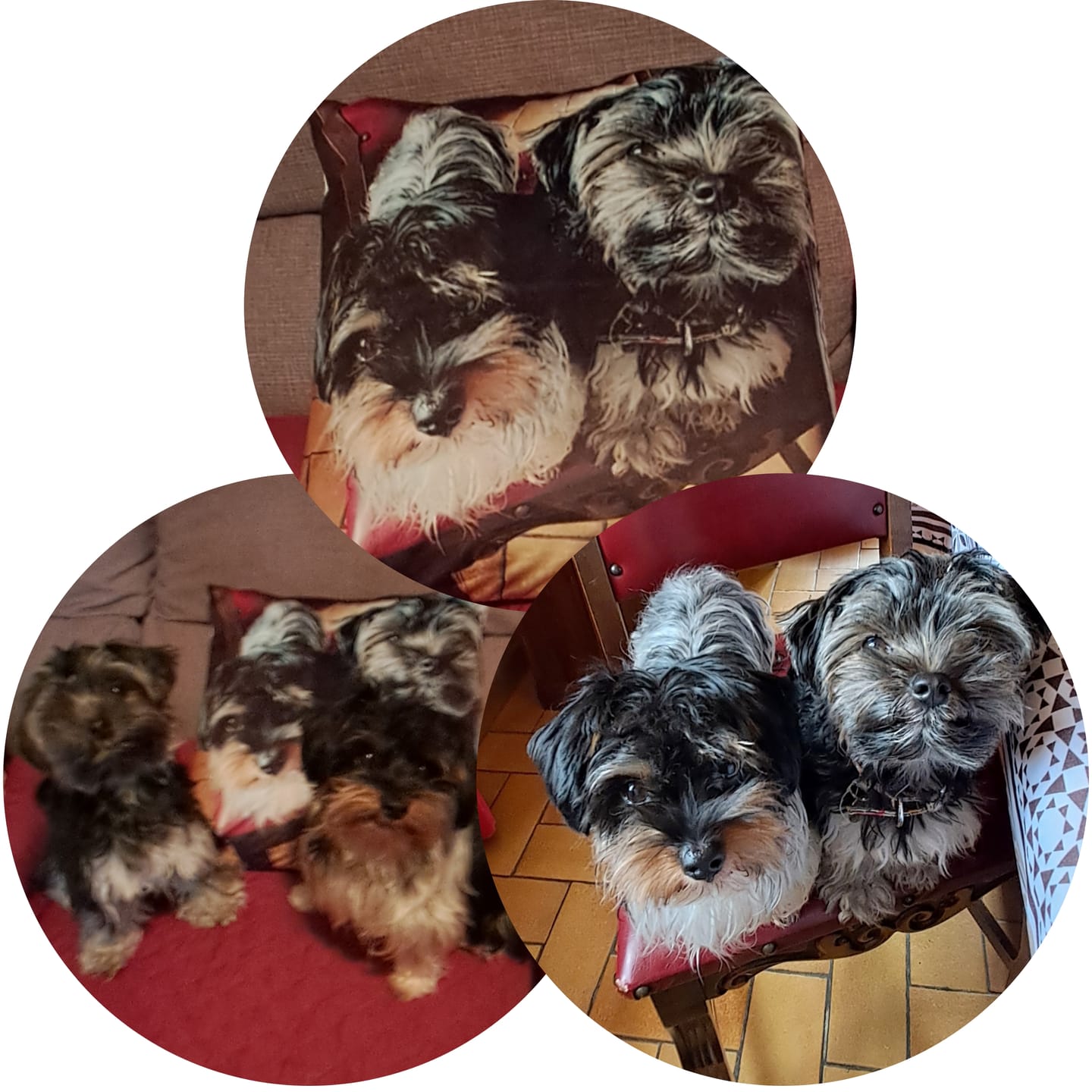 Customer photo review of Avec photo - Coussin personnalisé