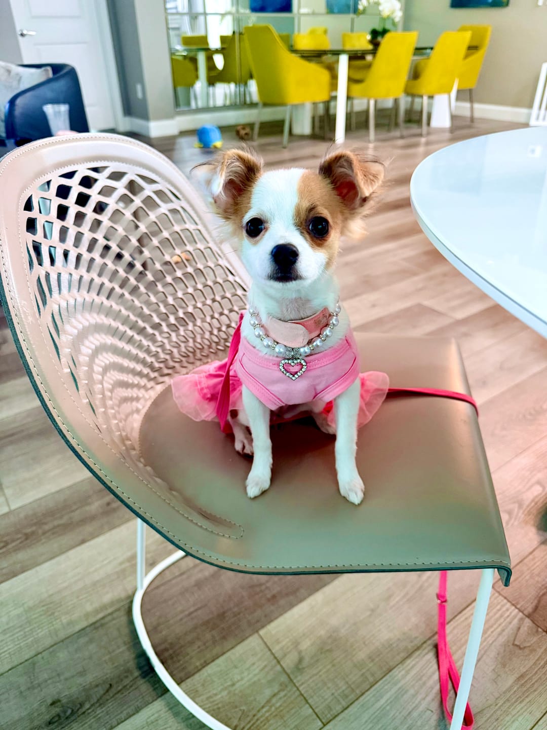 Customer photo review of Heart and Pearl Dog Necklace