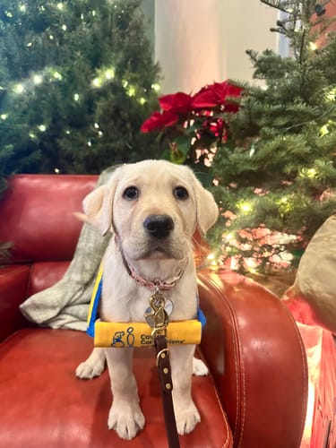 Customer photo review of Biothane Traffic Handle Dog Leash