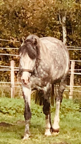 Customer photo review of Strotonin Horse Support