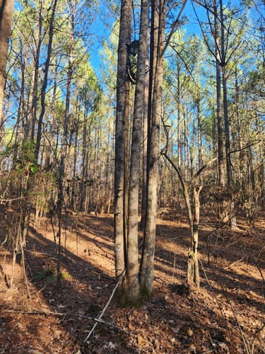 Customer photo review of V2 DOUBLE