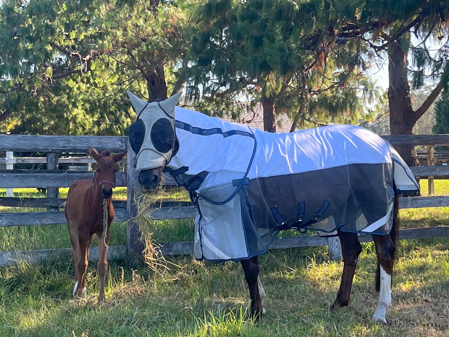 Customer photo review of LE Breeze Summer Sheet with Fieldsafe Front