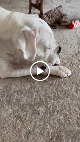 Customer video review of Blueberry Yak Chews One Size Fits All