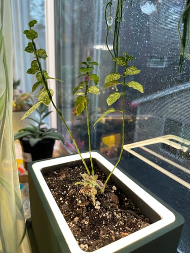 Customer photo review of Blüme Light | LED Planter | Retro