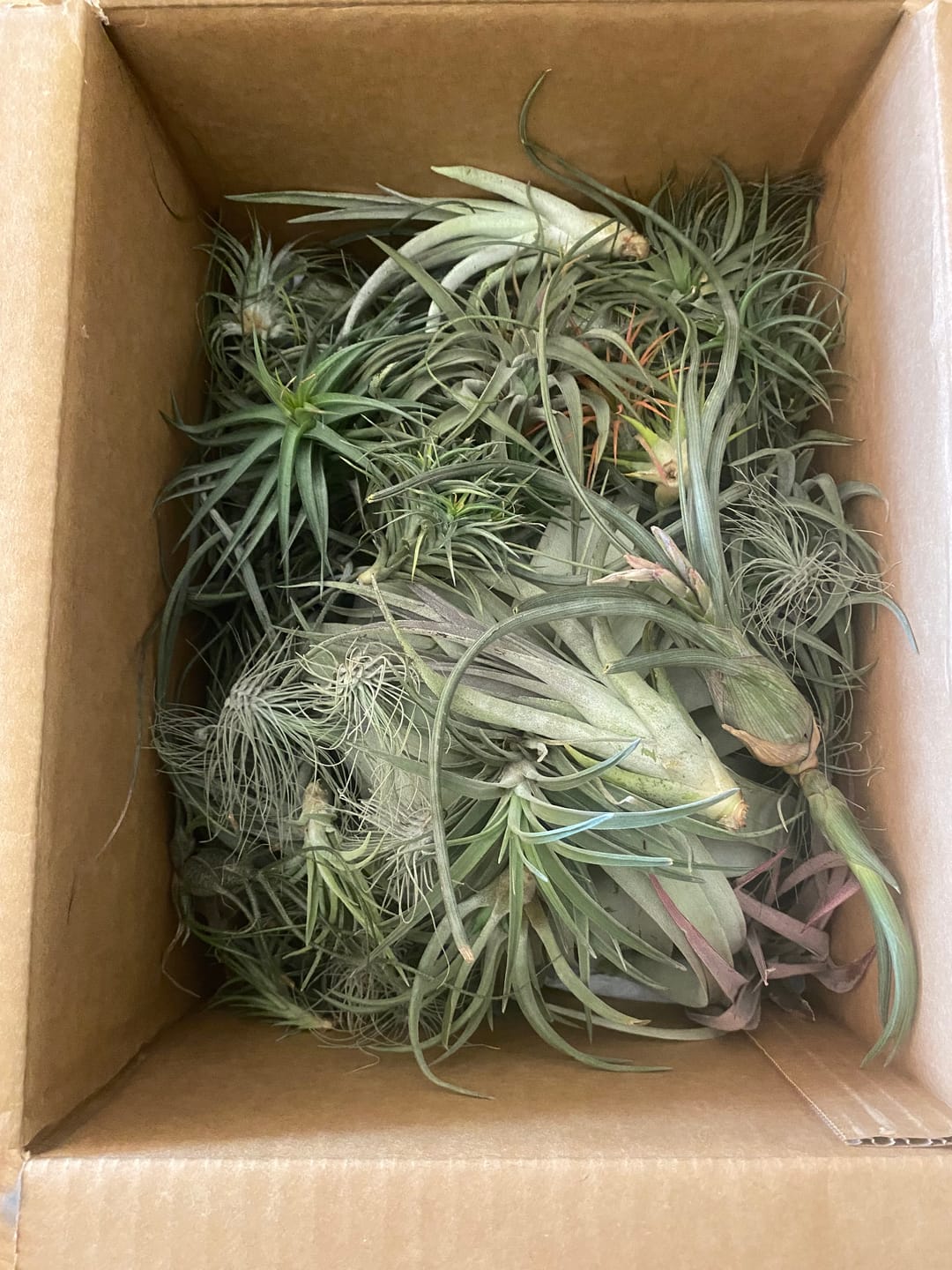 Customer photo review of B Quality Greenhouse Mix 10 Plant Pack
