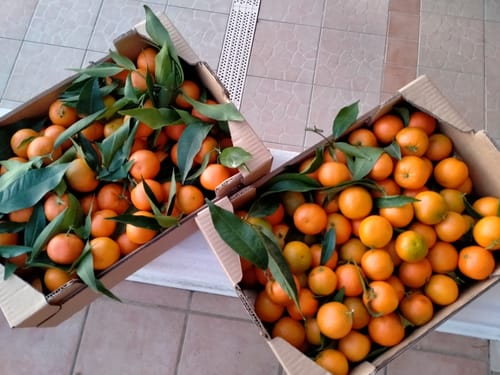 Maryvonne L. review of Clémentines Bio - Origine Corse image 1 out of 1