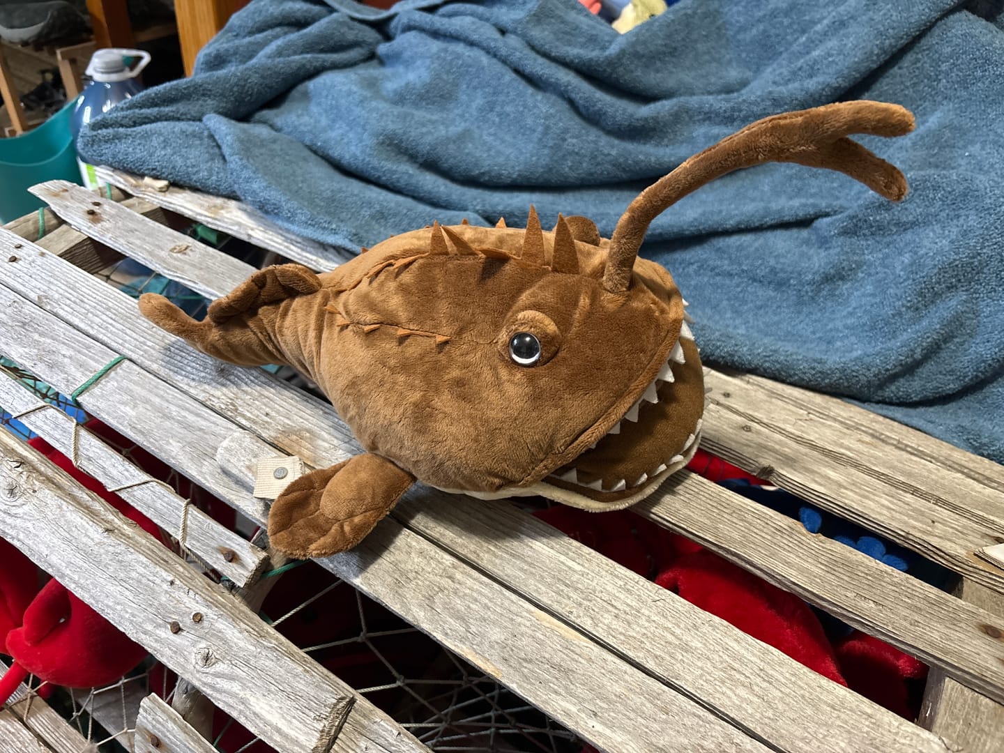 Customer photo review of Monkfish Goosefish Soft Stuffed Plush Toy