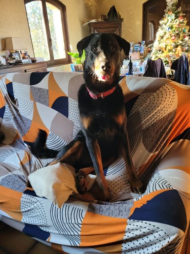 Customer photo review of Vintage - 2 pièces - Housses extensibles de coussin 45 CM X 45 CM