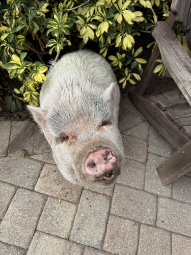 Customer photo review of SUPER Organic Coconut CBD Oil : 4 oz - 4,000mg : Anxiety & Calming Relief Blend