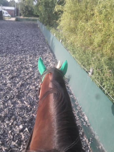 Customer photo review of Strotonin Horse Support