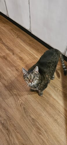 Customer photo review of Gelenk Gummies