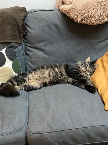 Avis photo d'un client sur Croquettes Chat Stérilisé Sans Céréales - Poulet