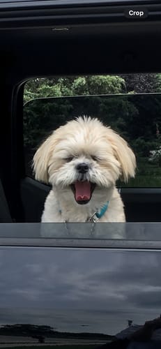 Customer photo review of PUPVOTE: 2025 Cutest Pet Calendar (Official Edition)
