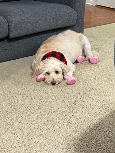 Customer photo review of WagWellies® by wagwear