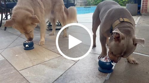 Customer video review of Freezball - Durable Fillable Dog Chew Bone