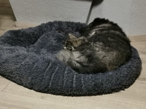 Customer photo review of Puppery Hundebett Wolke 7 - Das Original