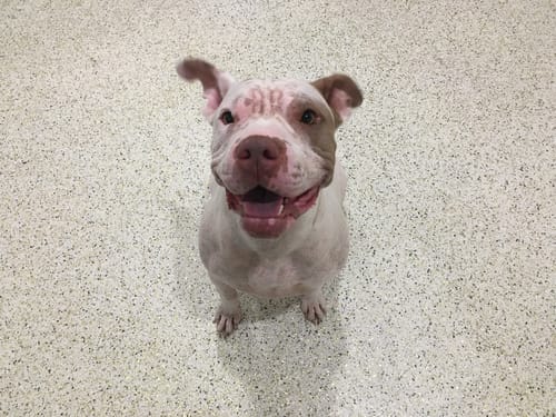 Customer photo review of Itch & Allergy