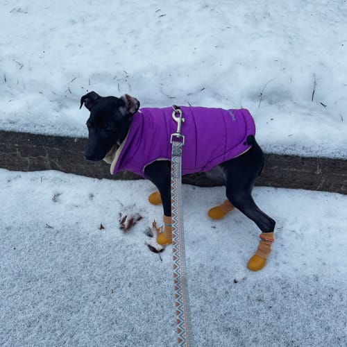 Customer photo review of WagWellies® by wagwear