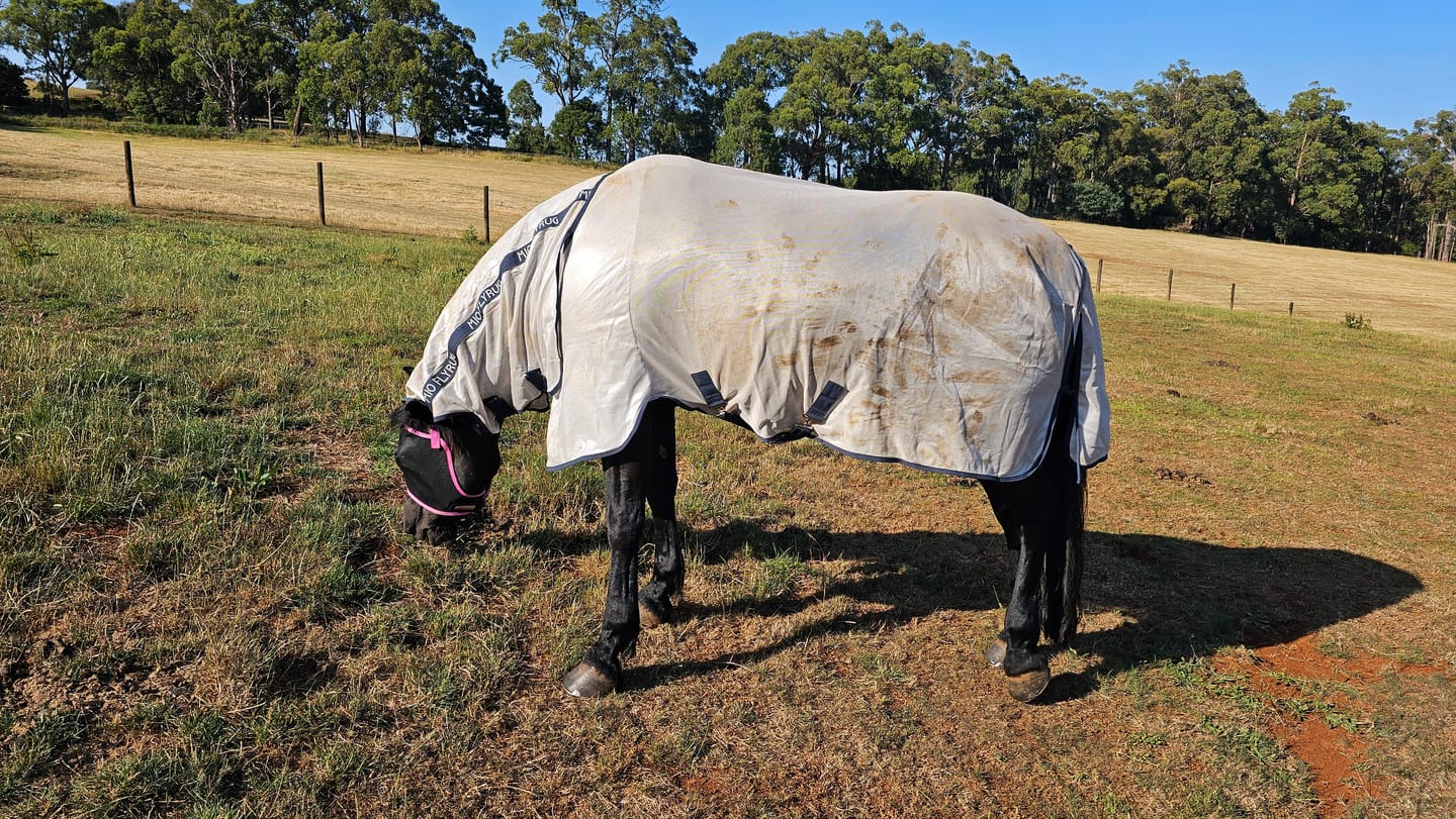 Customer photo review of Mio Fly Rug