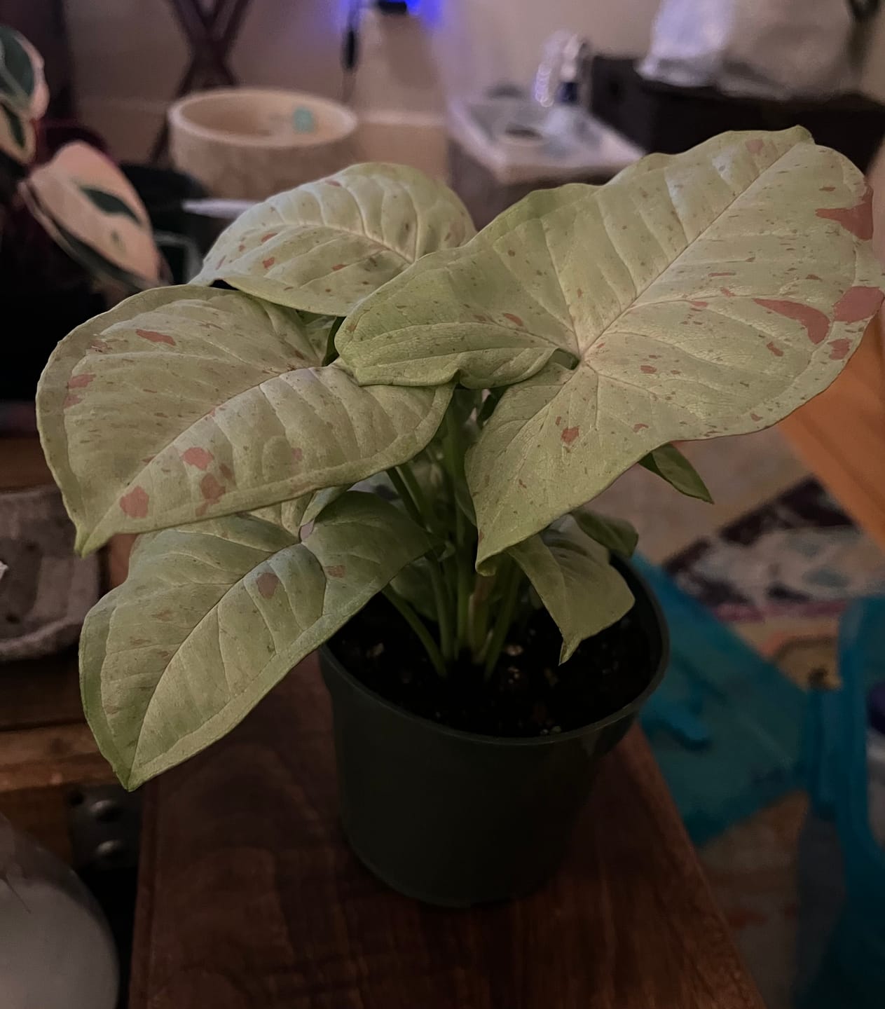 Customer photo review of Syngonium podophyllum 'Milk Confetti'